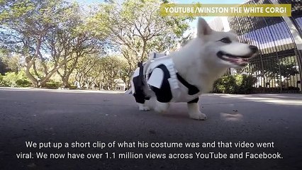 Inside The Life Of An Instagram Famous Dog