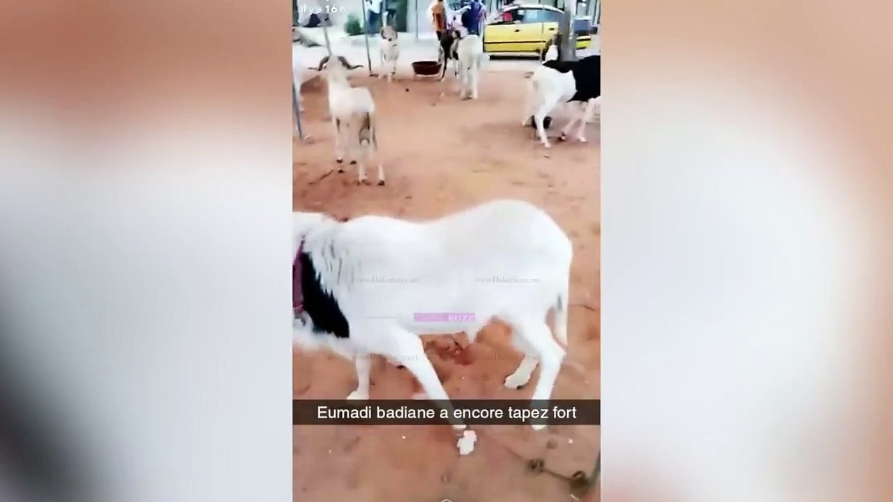[Vidéo] Pour la Tabaski Wally Seck recoit en une journee deux gros moutons de ...