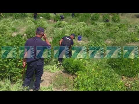 NIS AKSIONI KUNDER KULTIVIMIT TE KANABISIT - News, Lajme - Kanali 7