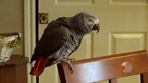 Parrot yoga instructor, demonstrates relaxing poses.