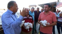 Türkiye'nin Pamuk Ambarı Söke'de ilk pamuk hasadı yapıldı