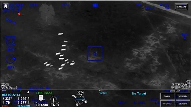 Herd of cows help Florida police catch suspect