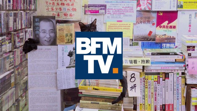 Au Japon, une librairie recueille les chats errants