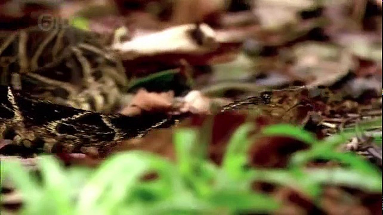 Wild Things With Dominic Monaghan S01 E01