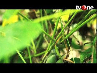 Tempe Benguk, Kuliner Lezat Khas Kulon Progo