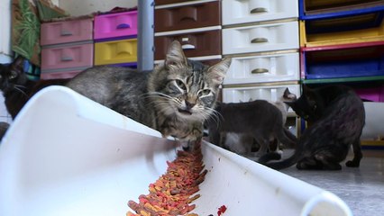 A casa dos 200 gatos