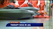 Indiana Jail Believes Therapy Dog Program is Leading to Fewer Fights