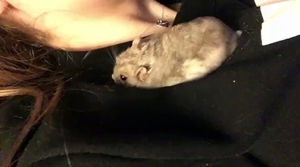 Hamster Does Forward Roll