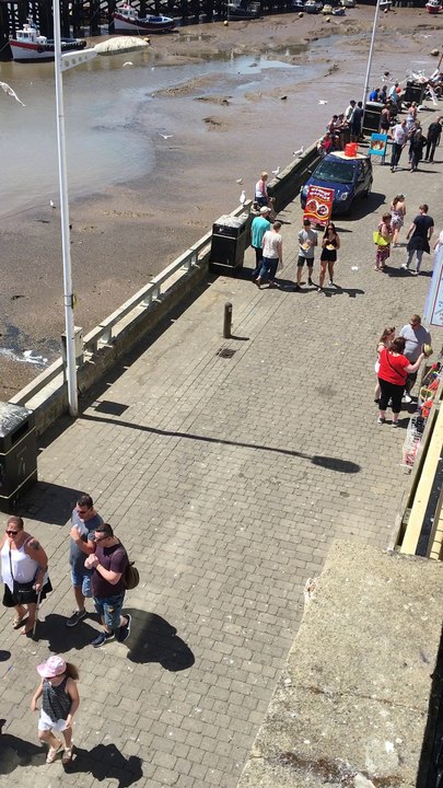 Seagull Stalker