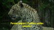 Persian leopard (Panthera pardus saxicolor)