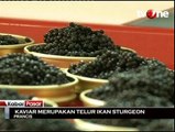 Kaviar Merupakan Telur Ikan Sturgeon