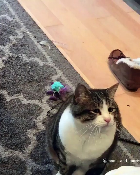 My cat is Pregnant and very fat