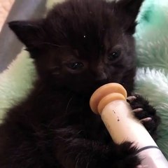 my cat drinks like little baby