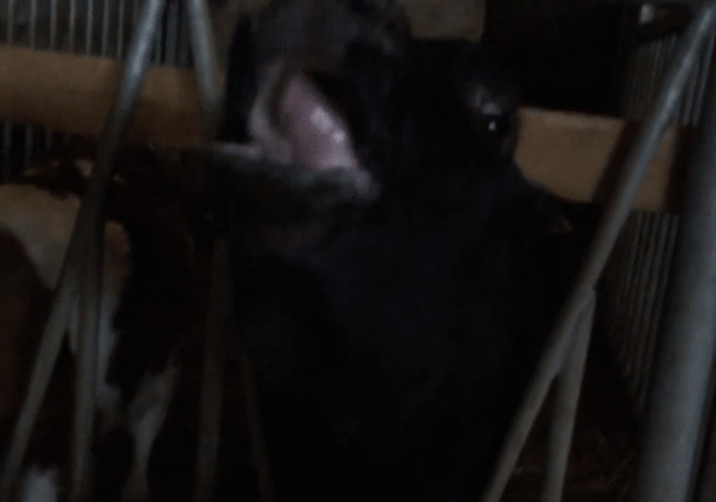 Crazy-Tongued Cow Wants Your Attention