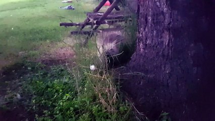 Baby Porcupine Thinks I'm It's Mother and Follows Me