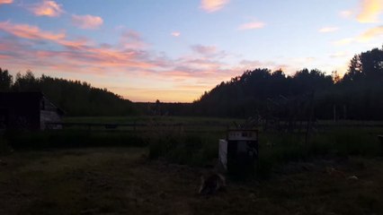 Giant Pocupine Walks In Front Of Cat