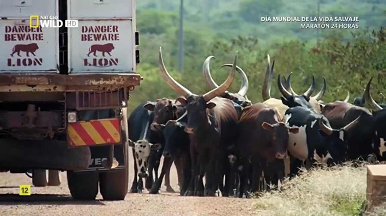 EL REGRESO DEL LEON DOCUMENTAL