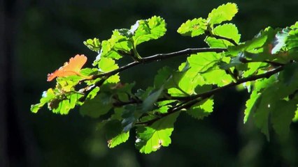 A vendre - Appartement - Ardon (1957) - 2 pièces