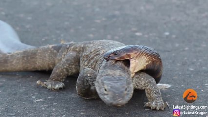 Cobra Snake Tries to Hunt Monitor Lizard