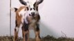 Mother Goat Gives Birth to Beautiful Triplets