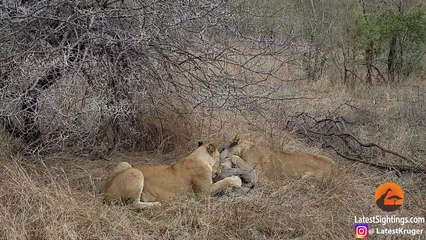 Lions Eat Warthog Alive Before Hyenas Try To Take Over