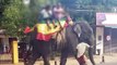 These elephants are kept in chains so tourists can ride them