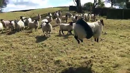 Un mouton joue de la balançoire ! LOL