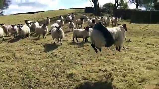 Un mouton joue de la balançoire ! LOL