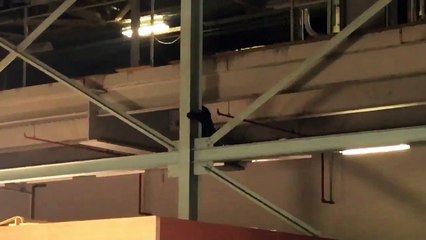 That time a bear crashed the Godzilla movie set