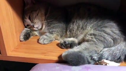 The cat is sad to have to break up with his old friend