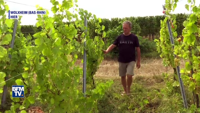 En Alsace, les vendanges ont deux semaines d’avance