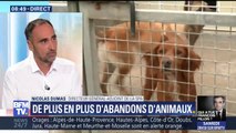Abandons d'animaux: 