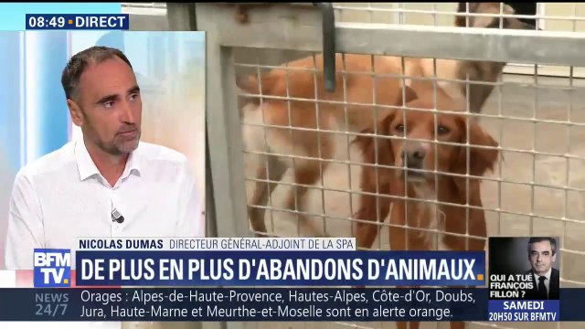 Abandons d'animaux: Tous nos refuges sont saturés , déplore le directeur général adjoint de la SPA