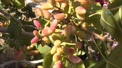 Silifke'de Çilek Üreticileri Antep Fıstığına Yöneldi