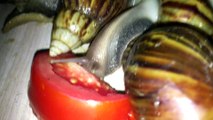 My Pet Snail || 100 Giant African Land Snails Eating Tomato