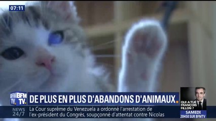 Les abandons d'animaux battent des records cet été 