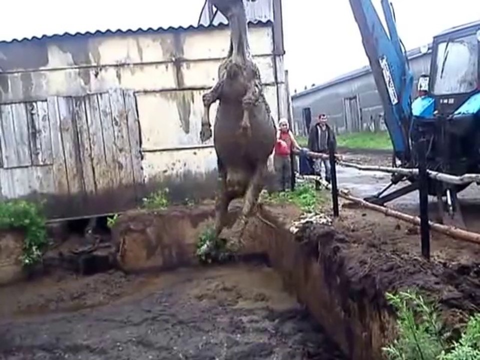 Ils sauvent une vache piégée dans la boue et sur le point de se noyer