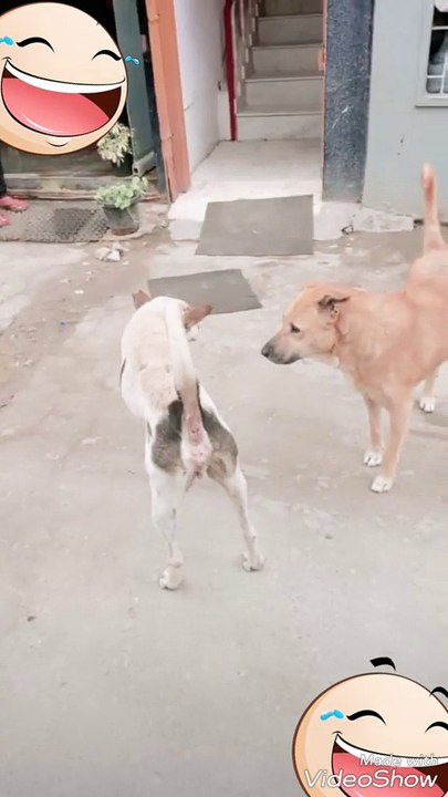 Dogs meeting