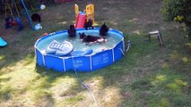Une famille d'ours vient se rafraîchir dans une piscine