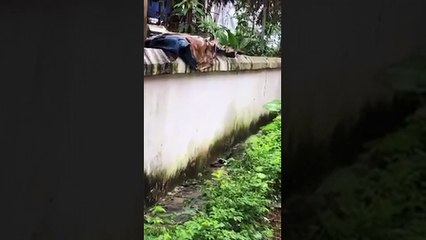 Khiếp vía xem cảnh bảo mẫu "của năm" dùng tay không bắt rắn độc trong trường mẫu giáo
