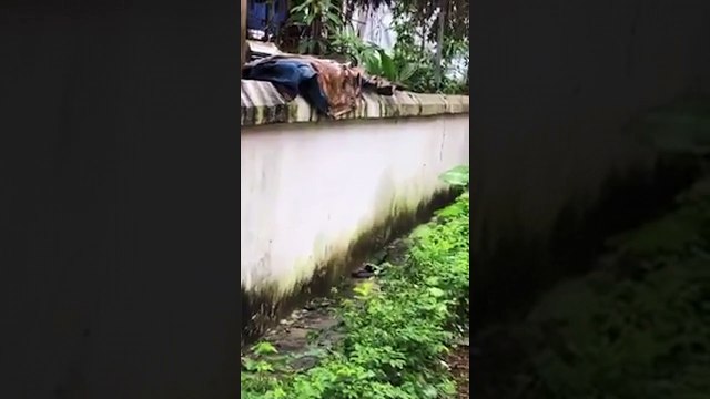 Khiếp vía xem cảnh bảo mẫu của năm dùng tay không bắt rắn độc trong trường mẫu giáo