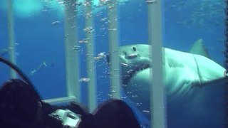 All About Sharks - Great White Shark chomping on my cage off Guadalupe Mexico