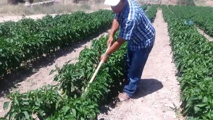 Örnek Çiftçinin Yetiştirdiği Ürünler Yok Satıyor