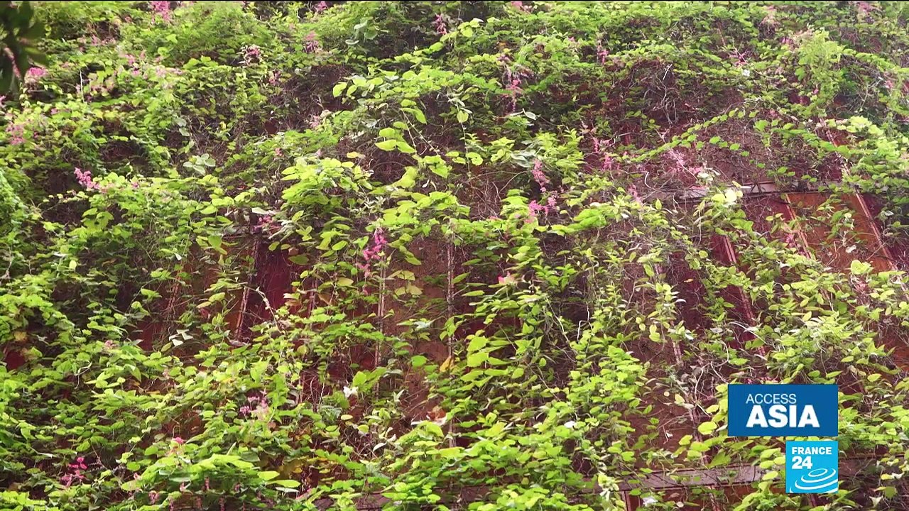 Green buildings: a natural ally against climate...