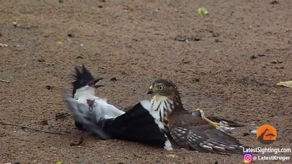 Hawk Tries to Kill Cuckoo Bird