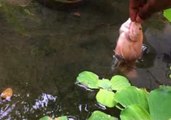 Oscar Fish Jumps Out of the Pond for Food
