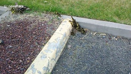 Don't leave me! Cute baby duck panics at being left behind