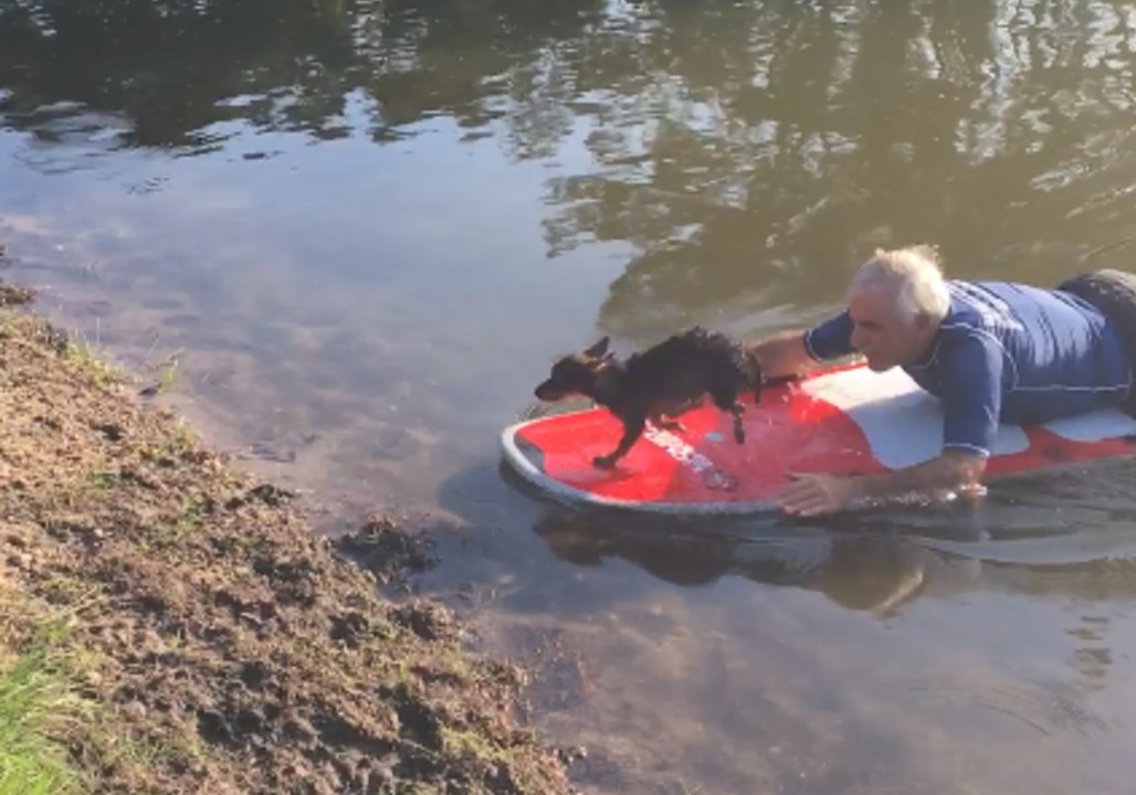 Myrtle Beach Police Rescue Dog Stranded in Pooch Park Pond