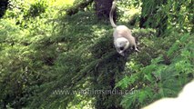Slow motion shots of Grey langur jumping from a tree