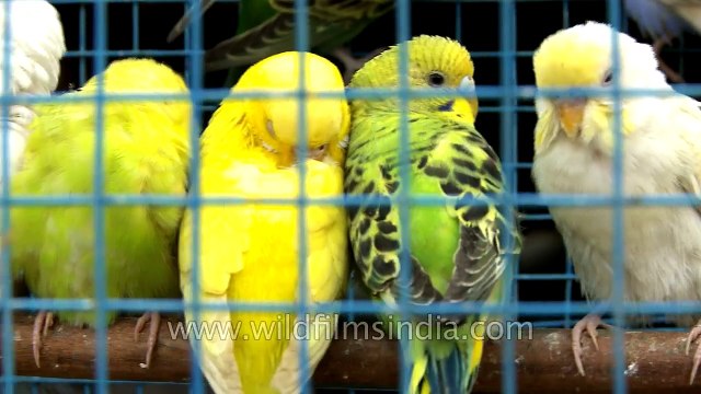 Sonepur Mela - Asia biggest cattle fair